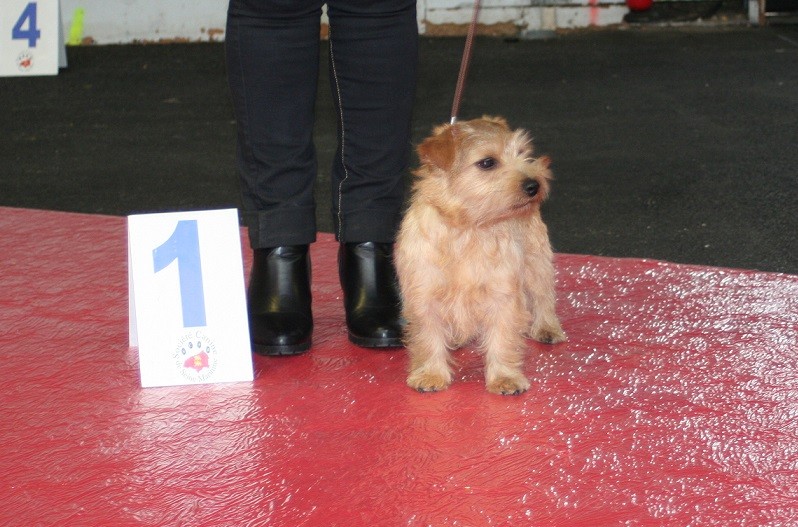 Miss france Du Clan De Cornaline