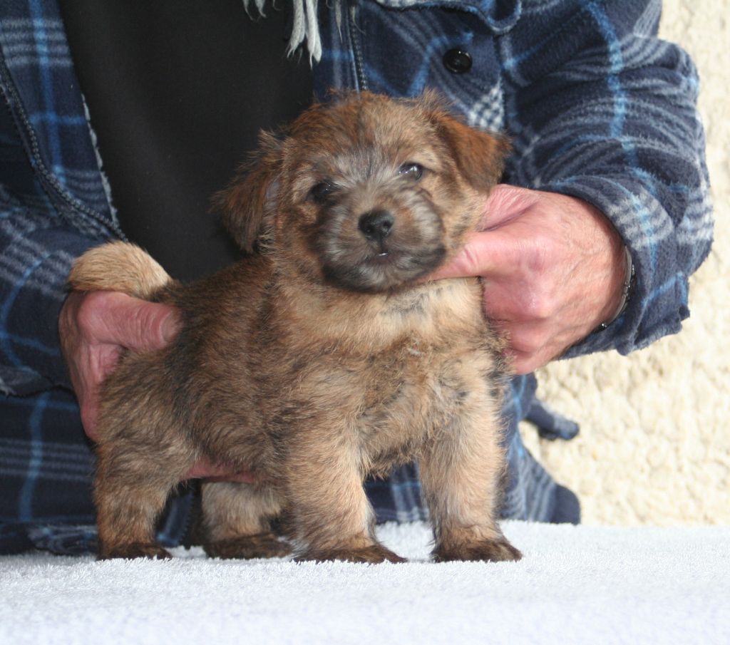 Du Clan De Cornaline - Chiots disponibles - Norfolk Terrier